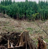 clearcut