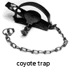 coyote trap