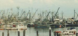 Fishing boats