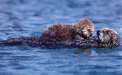 otter & pup 