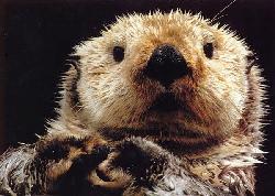 sea otter