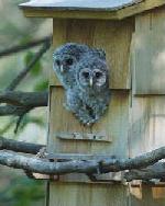 owl babies