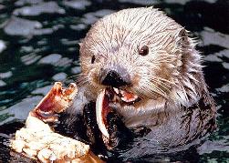 sea otter