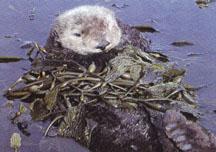 sea otter