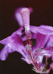 Flower close up by Jackie Giuliano